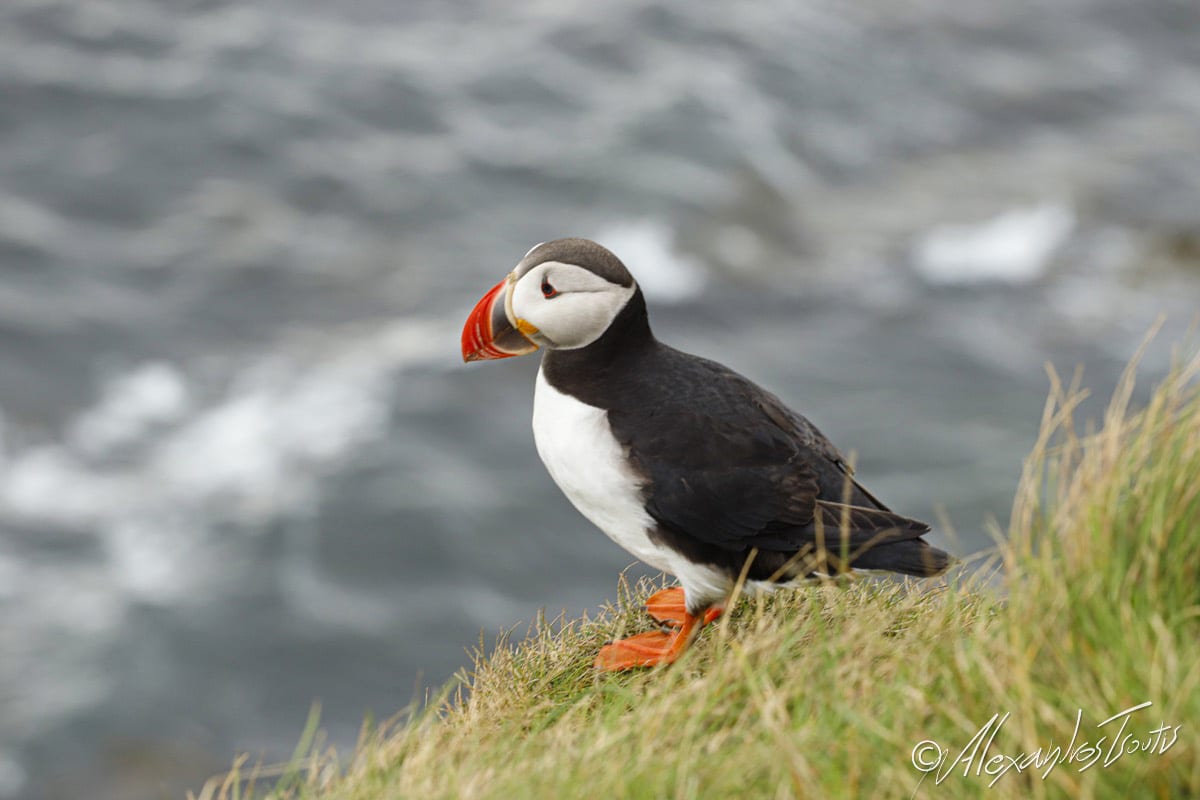 puffin bird at Wesfjords - Iceland